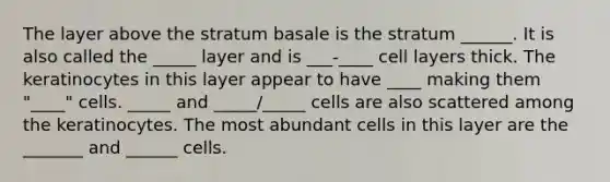 The layer above the stratum basale is the stratum ______. It is also called the _____ layer and is ___-____ cell layers thick. The keratinocytes in this layer appear to have ____ making them "____" cells. _____ and _____/_____ cells are also scattered among the keratinocytes. The most abundant cells in this layer are the _______ and ______ cells.