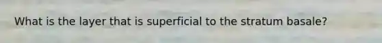 What is the layer that is superficial to the stratum basale?