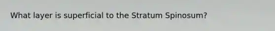 What layer is superficial to the Stratum Spinosum?