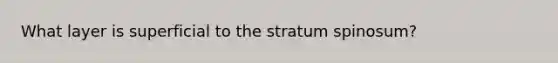 What layer is superficial to the stratum spinosum?