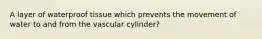 A layer of waterproof tissue which prevents the movement of water to and from the vascular cylinder?