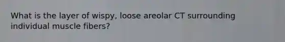 What is the layer of wispy, loose areolar CT surrounding individual muscle fibers?