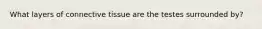 What layers of connective tissue are the testes surrounded by?