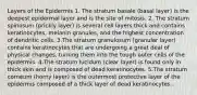 Layers of the Epidermis 1. The stratum basale (basal layer) is the deepest epidermal layer and is the site of mitosis. 2. The stratum spinosum (prickly layer) is several cell layers thick and contains keratinocytes, melanin granules, and the highest concentration of dendritic cells. 3.The stratum granulosum (granular layer) contains keratinocytes that are undergoing a great deal of physical changes, turning them into the tough outer cells of the epidermis. 4.The stratum lucidum (clear layer) is found only in thick skin and is composed of dead keratinocytes. 5.The stratum corneum (horny layer) is the outermost protective layer of the epidermis composed of a thick layer of dead keratinocytes.