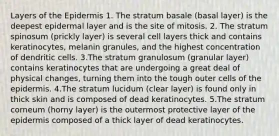 Layers of the Epidermis 1. The stratum basale (basal layer) is the deepest epidermal layer and is the site of mitosis. 2. The stratum spinosum (prickly layer) is several cell layers thick and contains keratinocytes, melanin granules, and the highest concentration of dendritic cells. 3.The stratum granulosum (granular layer) contains keratinocytes that are undergoing a great deal of physical changes, turning them into the tough outer cells of the epidermis. 4.The stratum lucidum (clear layer) is found only in thick skin and is composed of dead keratinocytes. 5.The stratum corneum (horny layer) is the outermost protective layer of the epidermis composed of a thick layer of dead keratinocytes.