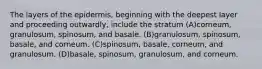 The layers of the epidermis, beginning with the deepest layer and proceeding outwardly, include the stratum (A)corneum, granulosum, spinosum, and basale. (B)granulosum, spinosum, basale, and corneum. (C)spinosum, basale, corneum, and granulosum. (D)basale, spinosum, granulosum, and corneum.