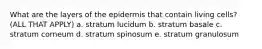 What are the layers of the epidermis that contain living cells? (ALL THAT APPLY) a. stratum lucidum b. stratum basale c. stratum corneum d. stratum spinosum e. stratum granulosum