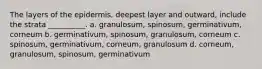 The layers of the epidermis, deepest layer and outward, include the strata __________. a. granulosum, spinosum, germinativum, corneum b. germinativum, spinosum, granulosum, corneum c. spinosum, germinativum, corneum, granulosum d. corneum, granulosum, spinosum, germinativum