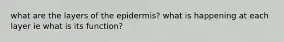 what are the layers of the epidermis? what is happening at each layer ie what is its function?