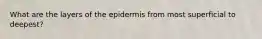 What are the layers of the epidermis from most superficial to deepest?