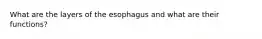 What are the layers of the esophagus and what are their functions?