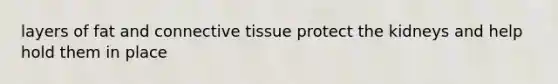 layers of fat and connective tissue protect the kidneys and help hold them in place