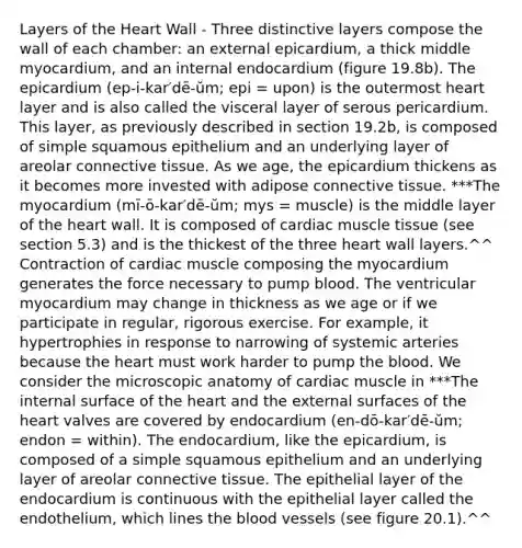 Layers of the Heart Wall - Three distinctive layers compose the wall of each chamber: an external epicardium, a thick middle myocardium, and an internal endocardium (figure 19.8b). The epicardium (ep-i-kar′dē-ŭm; epi = upon) is the outermost heart layer and is also called the visceral layer of serous pericardium. This layer, as previously described in section 19.2b, is composed of simple squamous epithelium and an underlying layer of areolar connective tissue. As we age, the epicardium thickens as it becomes more invested with adipose connective tissue. ***The myocardium (mī-ō-kar′dē-ŭm; mys = muscle) is the middle layer of the heart wall. It is composed of cardiac muscle tissue (see section 5.3) and is the thickest of the three heart wall layers.^^ Contraction of cardiac muscle composing the myocardium generates the force necessary to pump blood. The ventricular myocardium may change in thickness as we age or if we participate in regular, rigorous exercise. For example, it hypertrophies in response to narrowing of systemic arteries because the heart must work harder to pump the blood. We consider the microscopic anatomy of cardiac muscle in ***The internal surface of the heart and the external surfaces of the heart valves are covered by endocardium (en-dō-kar′dē-ŭm; endon = within). The endocardium, like the epicardium, is composed of a simple squamous epithelium and an underlying layer of areolar connective tissue. The epithelial layer of the endocardium is continuous with the epithelial layer called the endothelium, which lines the blood vessels (see figure 20.1).^^