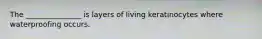 The _______________ is layers of living keratinocytes where waterproofing occurs.