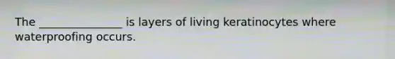 The _______________ is layers of living keratinocytes where waterproofing occurs.