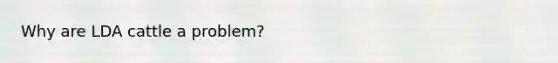 Why are LDA cattle a problem?