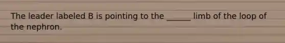 The leader labeled B is pointing to the ______ limb of the loop of the nephron.