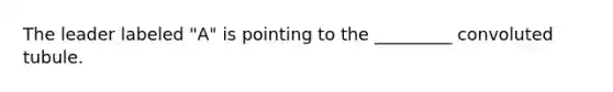The leader labeled "A" is pointing to the _________ convoluted tubule.