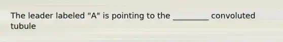 The leader labeled "A" is pointing to the _________ convoluted tubule
