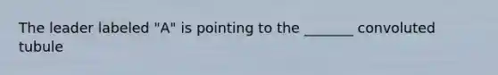 The leader labeled "A" is pointing to the _______ convoluted tubule