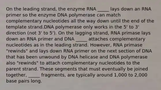 On the leading strand, the enzyme RNA _____ lays down an RNA primer so the enzyme DNA polymerase can match complementary nucleotides all the way down until the end of the template strand.DNA polymerase only works in the 5' to 3' direction (not 3' to 5'). On the lagging strand, RNA primase lays down an RNA primer and DNA _____ attaches complementary nucleotides as in the leading strand. However, RNA primase "rewinds" and lays down RNA primer on the next section of DNA that has been unwound by DNA helicase and DNA polymerase also "rewinds" to attach complementary nucleotides to the parent strand. These segments that must eventually be joined together, _____ fragments, are typically around 1,000 to 2,000 base pairs long.