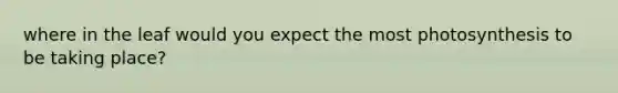 where in the leaf would you expect the most photosynthesis to be taking place?