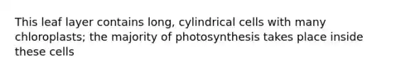 This leaf layer contains long, cylindrical cells with many chloroplasts; the majority of photosynthesis takes place inside these cells