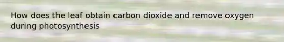 How does the leaf obtain carbon dioxide and remove oxygen during photosynthesis