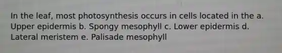 In the leaf, most photosynthesis occurs in cells located in the a. Upper epidermis b. Spongy mesophyll c. Lower epidermis d. Lateral meristem e. Palisade mesophyll