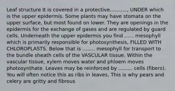 Leaf structure It is covered in a protective..........., UNDER which is the upper epidermis. Some plants may have stomata on the upper surface, but most found on lower. They are openings in the epidermis for the exchange of gases and are regulated by guard cells. Underneath the upper epidermis you find ...... mesophyll which is primarily responsible for photosynthesis, FILLED WITH CHLOROPLASTS. Below that is ........ mesophyll for transport to the bundle sheath cells of the VASCULAR tissue. Within the vascular tissue, xylem moves water and phloem moves photosynthate. Leaves may be reinforced by ......... cells (fibers). You will often notice this as ribs in leaves, This is why pears and celery are gritty and fibrous