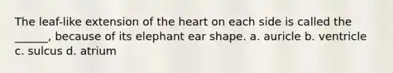 The leaf-like extension of the heart on each side is called the ______, because of its elephant ear shape. a. auricle b. ventricle c. sulcus d. atrium