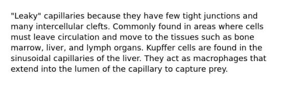 "Leaky" capillaries because they have few tight junctions and many intercellular clefts. Commonly found in areas where cells must leave circulation and move to the tissues such as bone marrow, liver, and lymph organs. Kupffer cells are found in the sinusoidal capillaries of the liver. They act as macrophages that extend into the lumen of the capillary to capture prey.