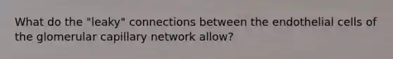 What do the "leaky" connections between the endothelial cells of the glomerular capillary network allow?