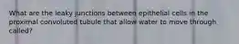 What are the leaky junctions between epithelial cells in the proximal convoluted tubule that allow water to move through called?