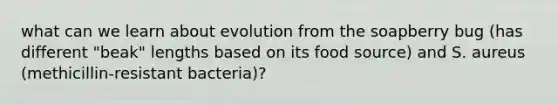 what can we learn about evolution from the soapberry bug (has different "beak" lengths based on its food source) and S. aureus (methicillin-resistant bacteria)?