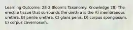 Learning Outcome: 28-2 Bloom's Taxonomy: Knowledge 28) The erectile tissue that surrounds the urethra is the A) membranous urethra. B) penile urethra. C) glans penis. D) corpus spongiosum. E) corpus cavernosum.