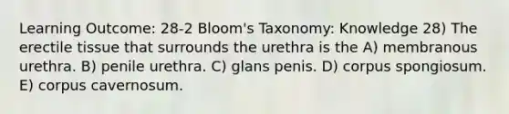 Learning Outcome: 28-2 Bloom's Taxonomy: Knowledge 28) The erectile tissue that surrounds the urethra is the A) membranous urethra. B) penile urethra. C) glans penis. D) corpus spongiosum. E) corpus cavernosum.