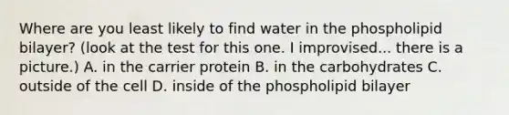 Where are you least likely to find water in the phospholipid bilayer? (look at the test for this one. I improvised... there is a picture.) A. in the carrier protein B. in the carbohydrates C. outside of the cell D. inside of the phospholipid bilayer