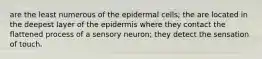 are the least numerous of the epidermal cells; the are located in the deepest layer of the epidermis where they contact the flattened process of a sensory neuron; they detect the sensation of touch.