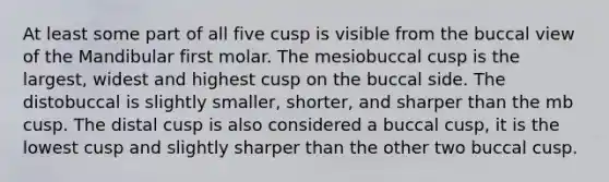 At least some part of all five cusp is visible from the buccal view of the Mandibular first molar. The mesiobuccal cusp is the largest, widest and highest cusp on the buccal side. The distobuccal is slightly smaller, shorter, and sharper than the mb cusp. The distal cusp is also considered a buccal cusp, it is the lowest cusp and slightly sharper than the other two buccal cusp.