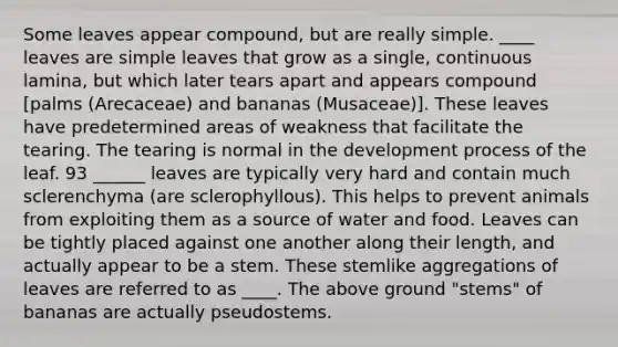 Some leaves appear compound, but are really simple. ____ leaves are simple leaves that grow as a single, continuous lamina, but which later tears apart and appears compound [palms (Arecaceae) and bananas (Musaceae)]. These leaves have predetermined areas of weakness that facilitate the tearing. The tearing is normal in the development process of the leaf. 93 ______ leaves are typically very hard and contain much sclerenchyma (are sclerophyllous). This helps to prevent animals from exploiting them as a source of water and food. Leaves can be tightly placed against one another along their length, and actually appear to be a stem. These stemlike aggregations of leaves are referred to as ____. The above ground "stems" of bananas are actually pseudostems.