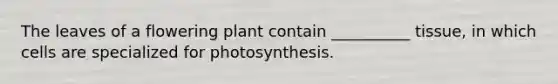 The leaves of a flowering plant contain __________ tissue, in which cells are specialized for photosynthesis.