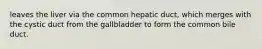 leaves the liver via the common hepatic duct, which merges with the cystic duct from the gallbladder to form the common bile duct.