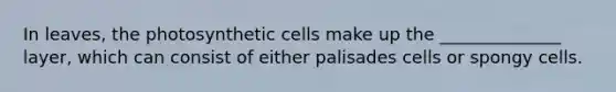 In leaves, the photosynthetic cells make up the ______________ layer, which can consist of either palisades cells or spongy cells.