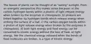 The leaves of plants can be thought of as "eating" sunlight. From an energetic perspective this makes sense because: a) the carbon-hydrogen bonds within a photon of light release energy when broken by the enzymes in chloroplasts. b) photons are linked together by hydrogen bonds which release energy when striking the surface of a leaf. c) the carbon-oxygen bonds within a photon of light release energy when broken by the enzymes in chloroplasts. d) both light energy and food energy can be converted to kinetic energy without the loss of heat. e) light energy, like the chemical energy released when the bonds of food molecules are broken, is a type of kinetic energy.