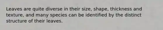 Leaves are quite diverse in their size, shape, thickness and texture, and many species can be identified by the distinct structure of their leaves.
