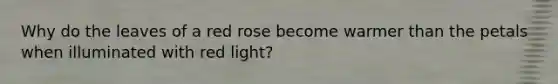 Why do the leaves of a red rose become warmer than the petals when illuminated with red light?