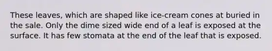These leaves, which are shaped like ice-cream cones at buried in the sale. Only the dime sized wide end of a leaf is exposed at the surface. It has few stomata at the end of the leaf that is exposed.
