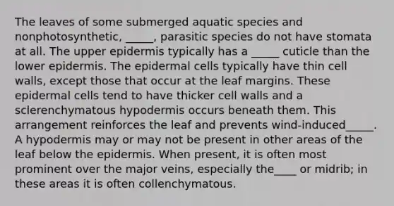 The leaves of some submerged aquatic species and nonphotosynthetic, _____, parasitic species do not have stomata at all. The upper epidermis typically has a _____ cuticle than the lower epidermis. The epidermal cells typically have thin cell walls, except those that occur at the leaf margins. These epidermal cells tend to have thicker cell walls and a sclerenchymatous hypodermis occurs beneath them. This arrangement reinforces the leaf and prevents wind-induced_____. A hypodermis may or may not be present in other areas of the leaf below the epidermis. When present, it is often most prominent over the major veins, especially the____ or midrib; in these areas it is often collenchymatous.