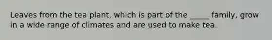 Leaves from the tea plant, which is part of the _____ family, grow in a wide range of climates and are used to make tea.